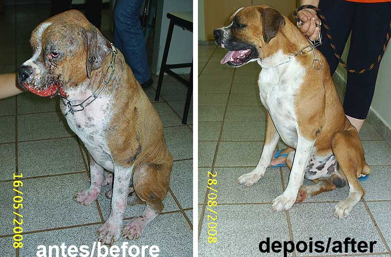 Leishmaniose canina reaparece no bairro Flamboyant após anos sem registros
